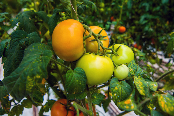 The existing agricultural complex in Kherson